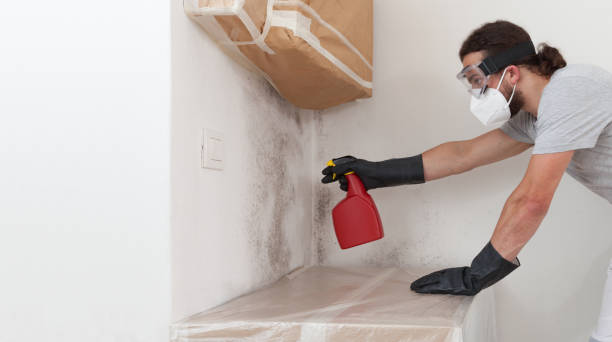 Professional Basement Mold Removal technician working in Gibbsboro, NJ