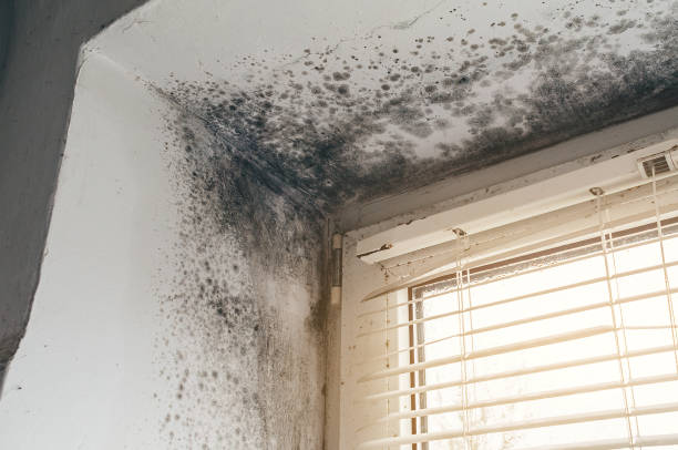 Affordable Basement Mold Removal solutions in Gibbsboro, NJ